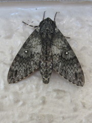 Dolbina tancrei