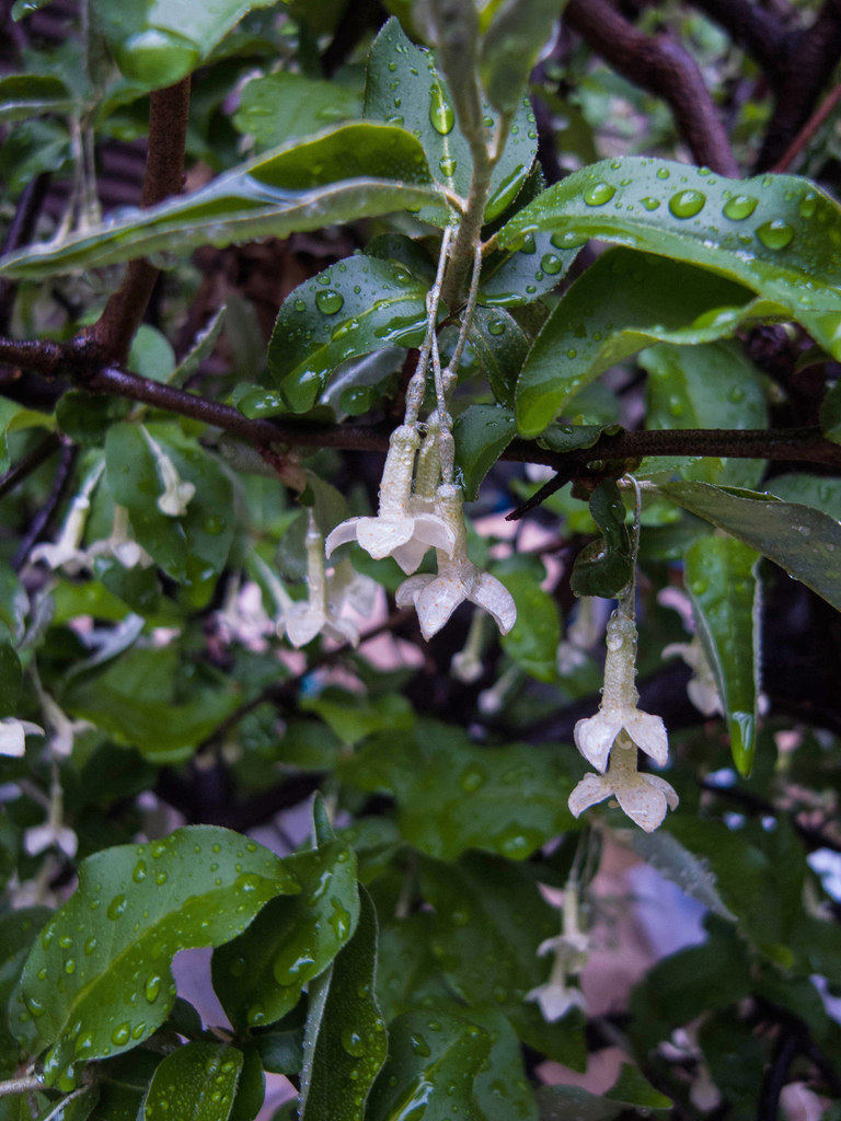 Elaeagnus multiflora — an easy houseplant, prefers full sun light