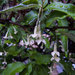 Elaeagnus multiflora - Photo (c) Ishikawa Ken, alguns direitos reservados (CC BY-SA)