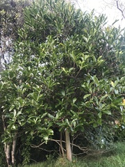 Corynocarpus laevigatus