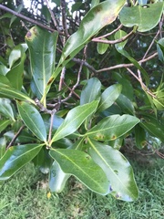 Corynocarpus laevigatus