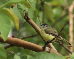 Phyllomyias griseiceps