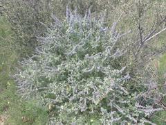 Salvia pinguifolia