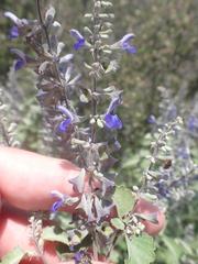 Salvia pinguifolia