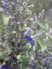 Salvia pinguifolia