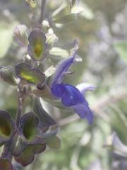 Salvia pinguifolia