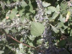 Salvia pinguifolia