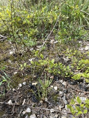 Phemeranthus calcaricus