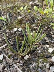 Phemeranthus calcaricus