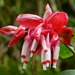 Cavendishia tarapotana - Photo (c) Andreas Kay, algunos derechos reservados (CC BY-NC-SA)