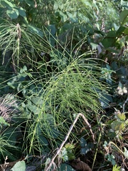 Equisetum telmateia