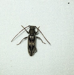 Achryson quadrimaculatum