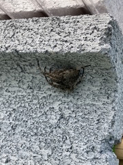 Araneus ventricosus