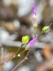 Phemeranthus calcaricus