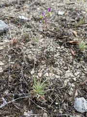 Phemeranthus calcaricus