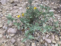 Acleisanthes diffusa