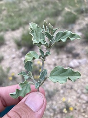 Acleisanthes diffusa