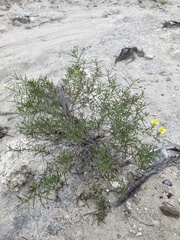Oenothera gayleana