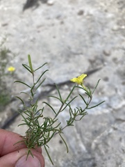 Oenothera gayleana