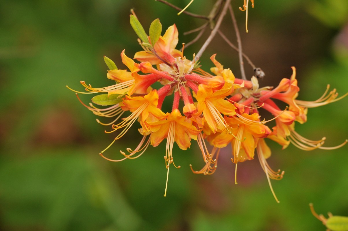 Rhododendron austrinum