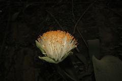 Haemanthus albiflos