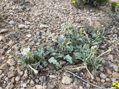 Acleisanthes diffusa