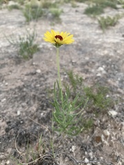 Gaillardia multiceps