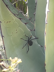 Acanthocephala thomasi