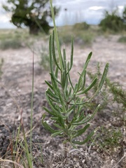 Gaillardia multiceps