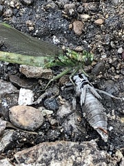 Erythemis simplicicollis