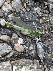 Erythemis simplicicollis