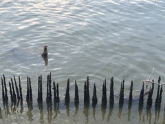 Lutrogale perspicillata