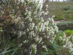Erica perspicua perspicua