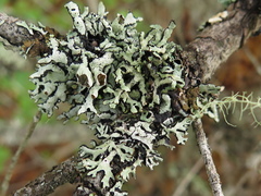 Hypogymnia occidentalis