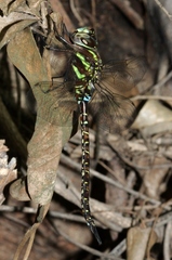 Rhionaeschna psilus