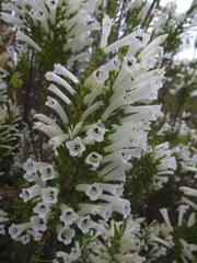 Erica perspicua perspicua