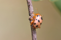 Podontia affinis