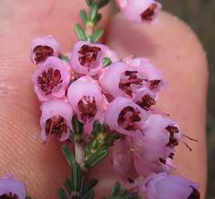 Erica umbelliflora