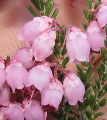 Erica umbelliflora