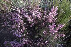 Erica umbelliflora