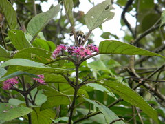Callicarpa tomentosa