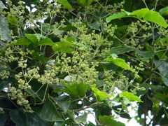 Melicope lunu-ankenda