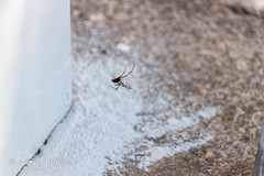 Latrodectus variolus