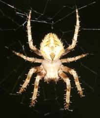 Pararaneus perforatus