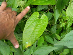 Aristolochia acuminata