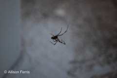 Latrodectus variolus