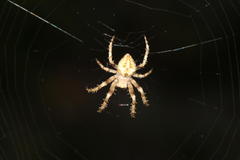 Pararaneus perforatus