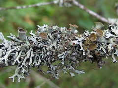Hypogymnia occidentalis