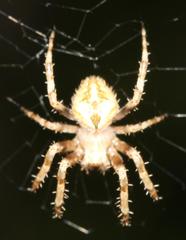 Pararaneus perforatus