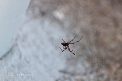 Latrodectus variolus